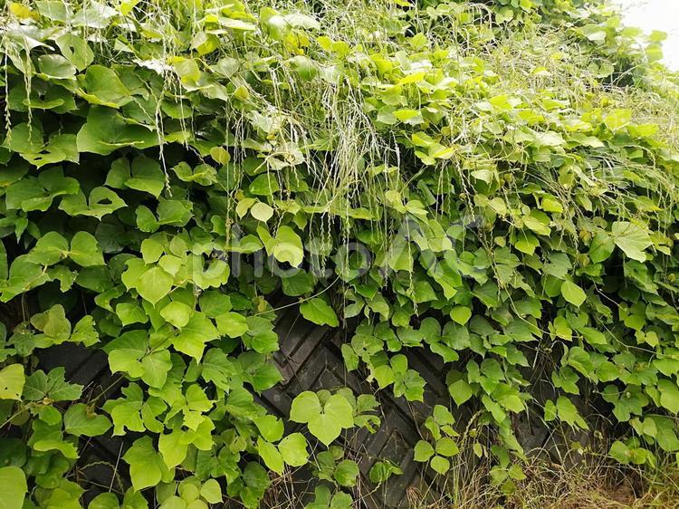 雑草の繁殖力（コンクリート塀）　事例 雑草,繁殖力,繁殖の写真素材