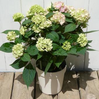 ピンクの山アジサイの花 てててまり ピンクの山アジサイの花 てててまりの写真