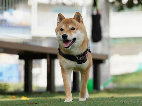 ドッグランの豆柴 ドッグランの豆柴 犬,柴犬,豆柴の写真素材