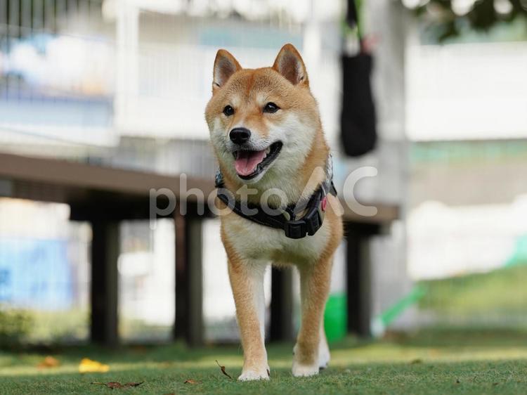 ドッグランのワンコ（柴犬・豆柴） 犬,柴犬,豆柴の写真素材