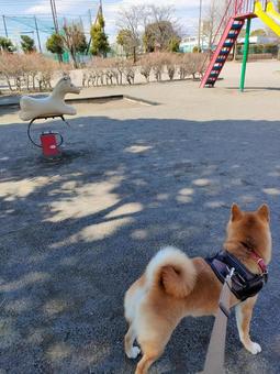 公園の遊具を見つめる柴犬です! 公園の遊具を見つめる柴犬です! 犬,シバ,柴犬の写真素材