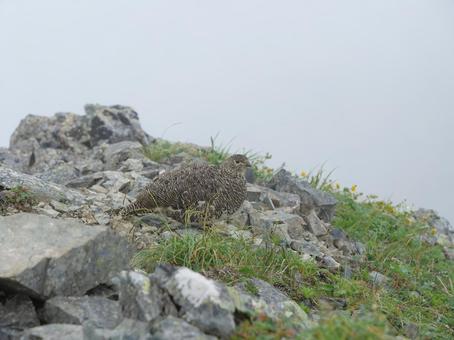 仙丈ヶ岳のライチョウ 仙丈ヶ岳のライチョウ ライチョウ,らいちょう,雷鳥の写真素材