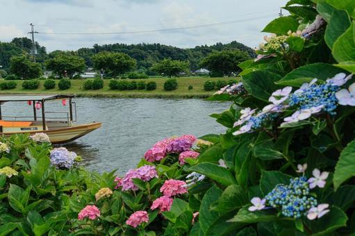Hydrangea, JPG