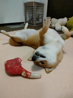 おもちゃと一緒にへそ天する柴犬 おもちゃと一緒にへそ天する柴犬 犬,柴犬,shibainuの写真素材