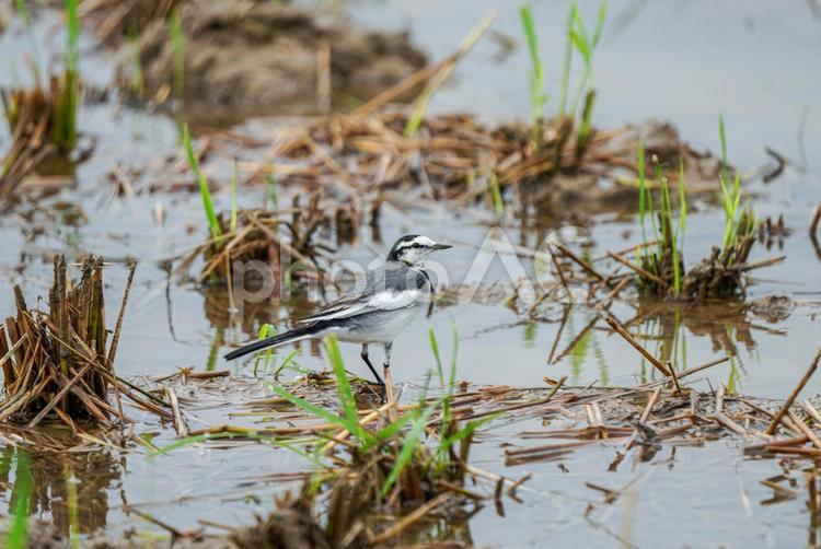 ハクセキレイ ハクセキレイ,鳥,野鳥の写真素材