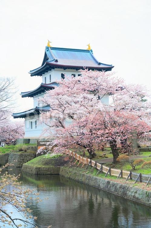 松前城の桜 松前,松前町,松前城の写真素材