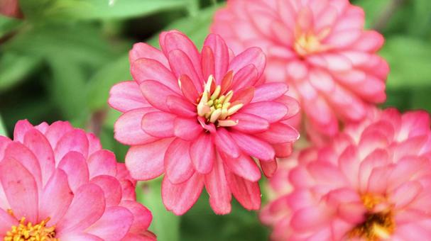 ヒャクニチソウの花 ヒャクニチソウの花の写真