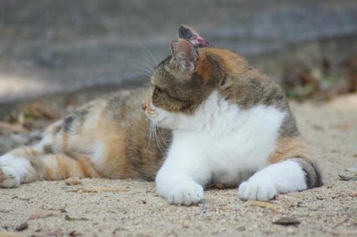 ねこ ねこの写真