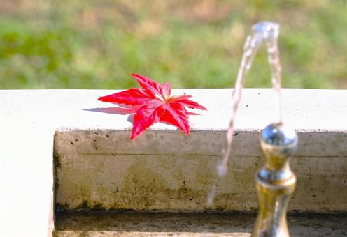 水飲み場に一葉のモミジ② 水,紅葉,水道の写真素材