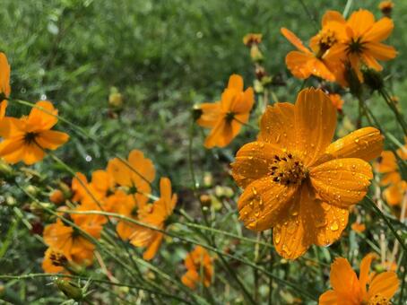 オレンジのコスモス オレンジのコスモス コスモス,背景,素材の写真素材