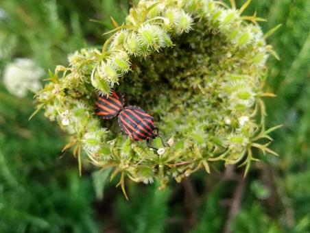 Wild carrot and stink bug Wild carrot and stink bug
