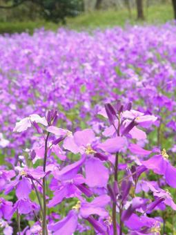 花 花の写真