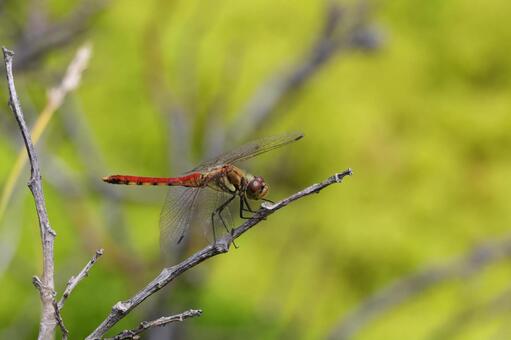 アキアカネ アキアカネ,赤トンボ,トンボの写真素材