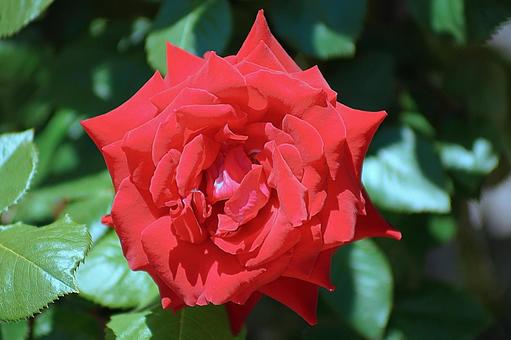 Photo, hyōgo prefecture, aramaki rose park, early summer, 