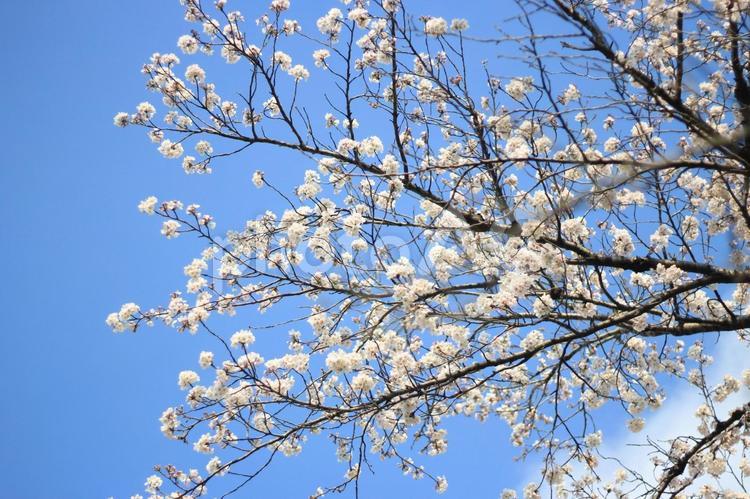 見ごろが長い桜_03 桜,ソメイヨシノ,満開の写真素材