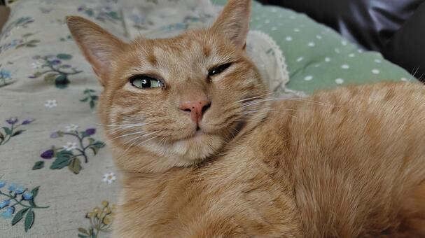 くつろぐ茶トラ 猫,茶トラ,catの写真素材