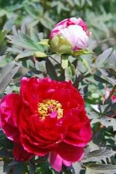 ボタンの花 ボタンの花の写真