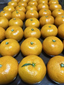 みかんの写真