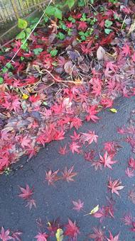 紅葉した落ち葉 紅葉した落ち葉 紅葉,落ち葉,秋の写真素材