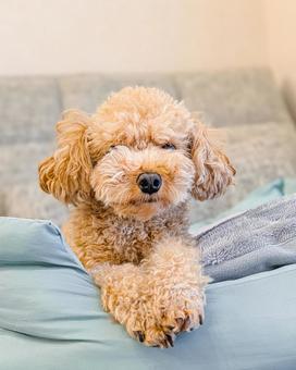 こちらを見ているトイプードル 犬,ボサボサ,モサモサの写真素材