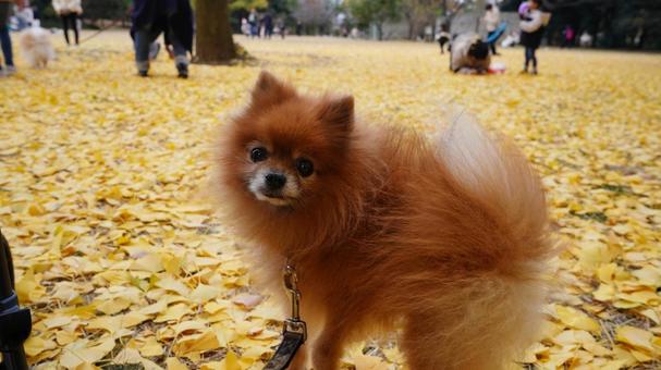 銀杏の絨毯にいるポメラニアン 銀杏の絨毯にいるポメラニアン 銀杏,いちょう,黄色の写真素材