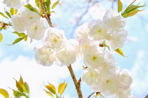 白い八重桜の白妙 八重桜,白妙,桜の写真素材