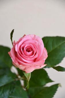 ピンクのばら ピンクのばらの写真