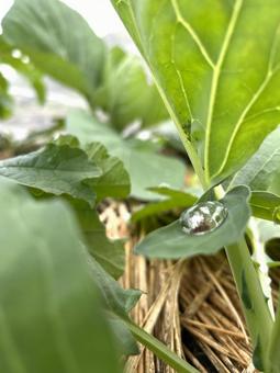 葉の上の水滴 水滴,葉,水の写真素材