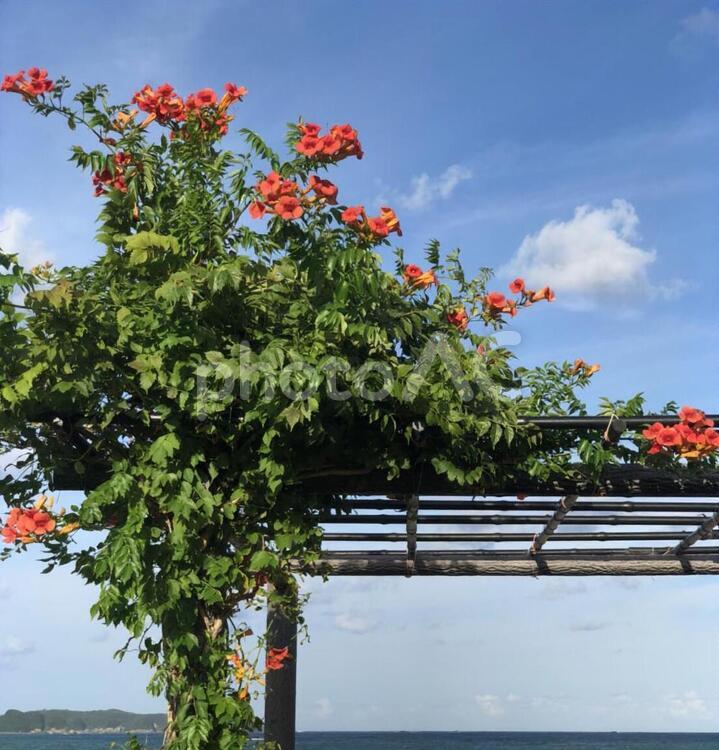 ハイビスカスと空 花,ハイビスカス,自然の写真素材