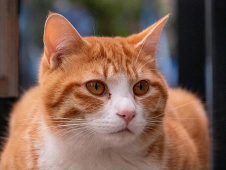 猫 猫の写真