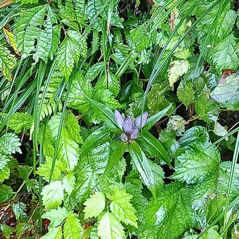 山に自生する竜胆のつぼみ 竜胆,リンドウ,りんどうの写真素材