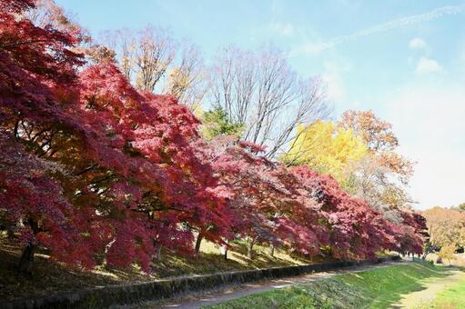 紅葉狩り 秋,自然,背景の写真素材