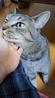トラ猫 トラ猫の写真