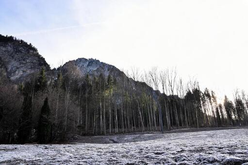 冬のドイツ・フュッセンの枯れ木と雪山﻿ ドイツ,フュッセン,バイエルンの写真素材