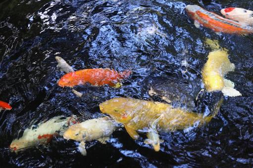 錦鯉 鯉,錦鯉,魚の写真素材