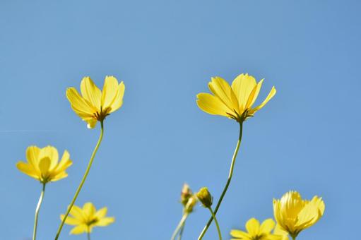 キバナコスモスと青空 キバナコスモスと青空の写真