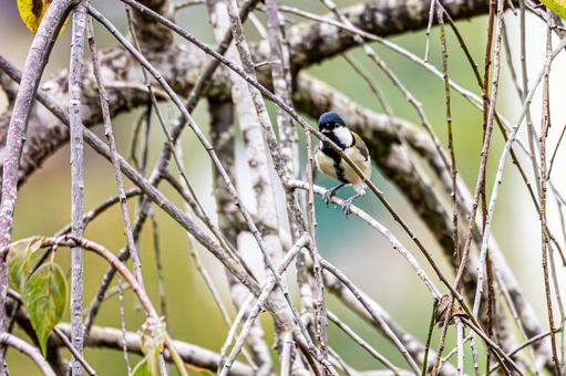 シジュウカラ(42) シジュウカラ(42)の写真