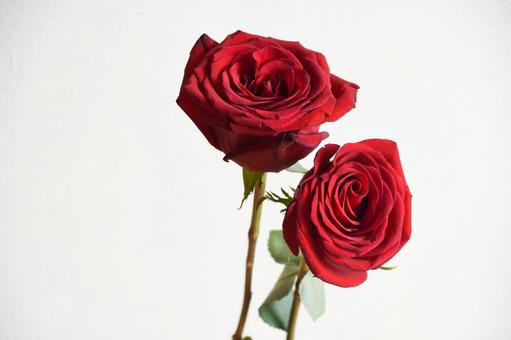 赤いバラ 赤いバラの写真