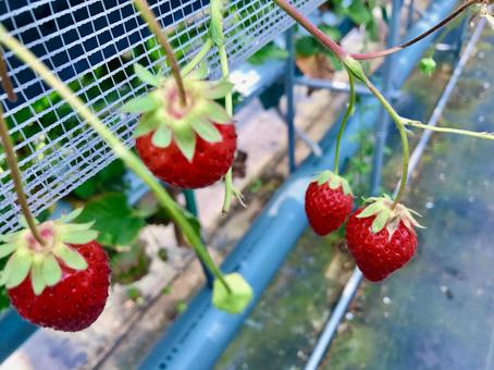 実っている赤い小さないちご 実っている赤い小さないちご いちご,いちご狩り,苺狩りの写真素材