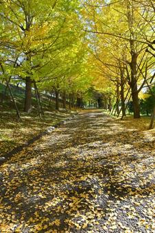 イチョウ 銀杏並木,銀杏,イチョウの写真素材