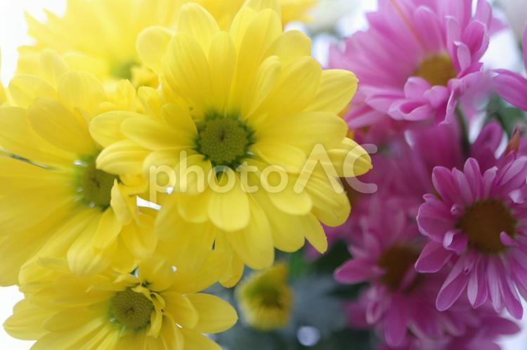 仏花（菊の花） 仏花,菊,キクの写真素材
