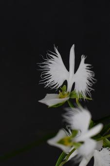 白鷺のようなサギ草03 白鷺のようなサギ草03 サギソウ,花,花びらの写真素材