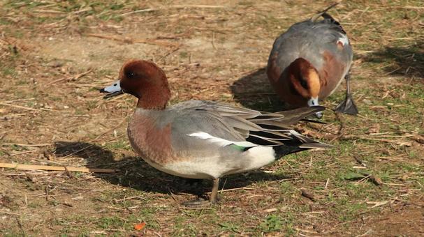 みかん園で餌を探すヒドリガモのオス ヒドリガモ,秋,冬の写真素材
