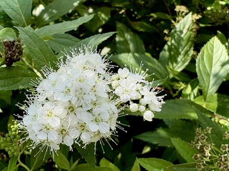 白花シモツケの花 02 白花シモツケの花 02 白花下野,シロバナシモツケ,繍線菊の写真素材