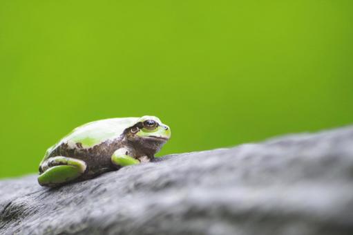 カエル カエル カエル,両生類,生き物の写真素材