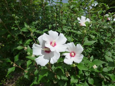 ムクゲの花003 ムクゲの花003の写真