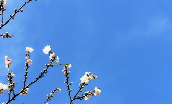 春を感じて 白い梅ほころぶ 春を感じて 白い梅ほころぶの写真