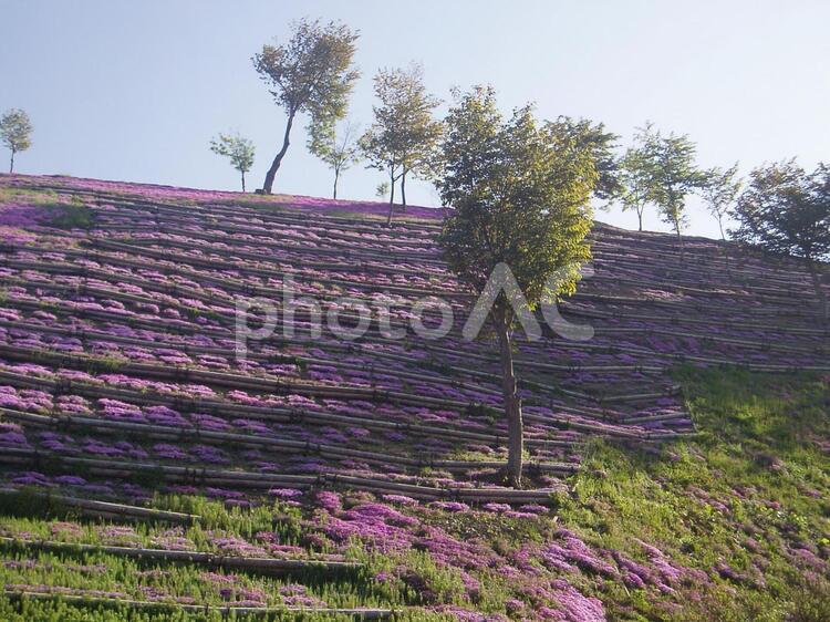 20130601滝上公園芝桜03 芝桜,滝上公園,滝上町の写真素材