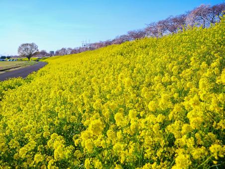 熊谷桜堤の桜と菜の花 熊谷桜堤の桜と菜の花 桜,ソメイヨシノ,熊谷の写真素材