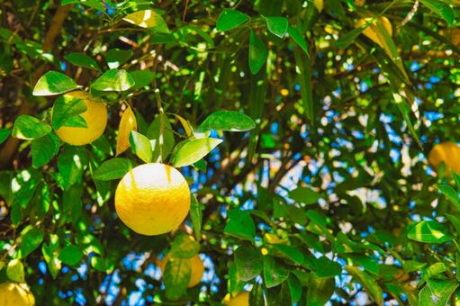 じゃばら（柑橘）みかん じゃばら,柑橘,柑橘系の写真素材